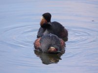 05 Mai 2015 Schwarzhalstaucher
